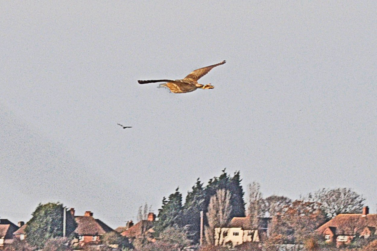 20111206 Bittern in flight.jpg