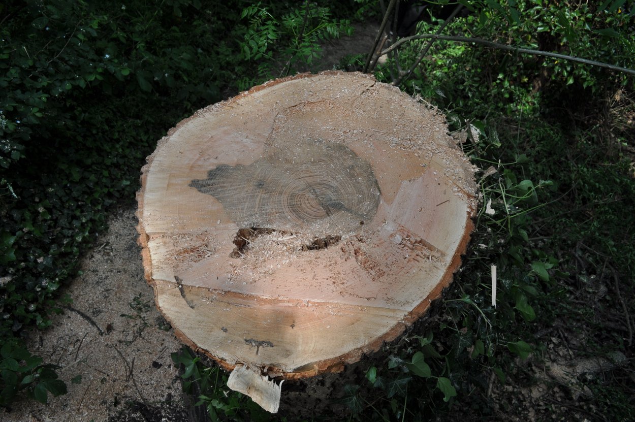 20120530 After 156 years end of the old tree-004.JPG