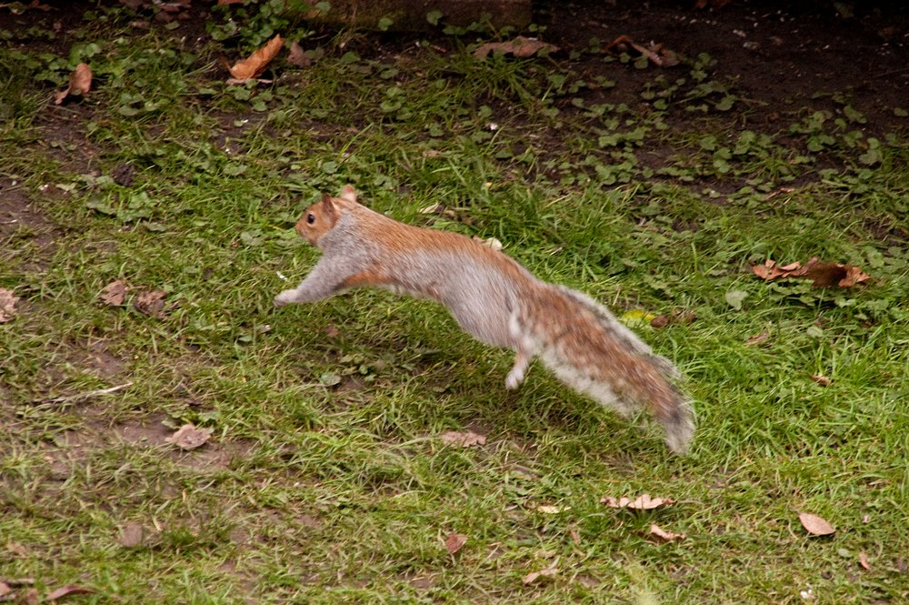 20130124 Flying Squirrel.jpg