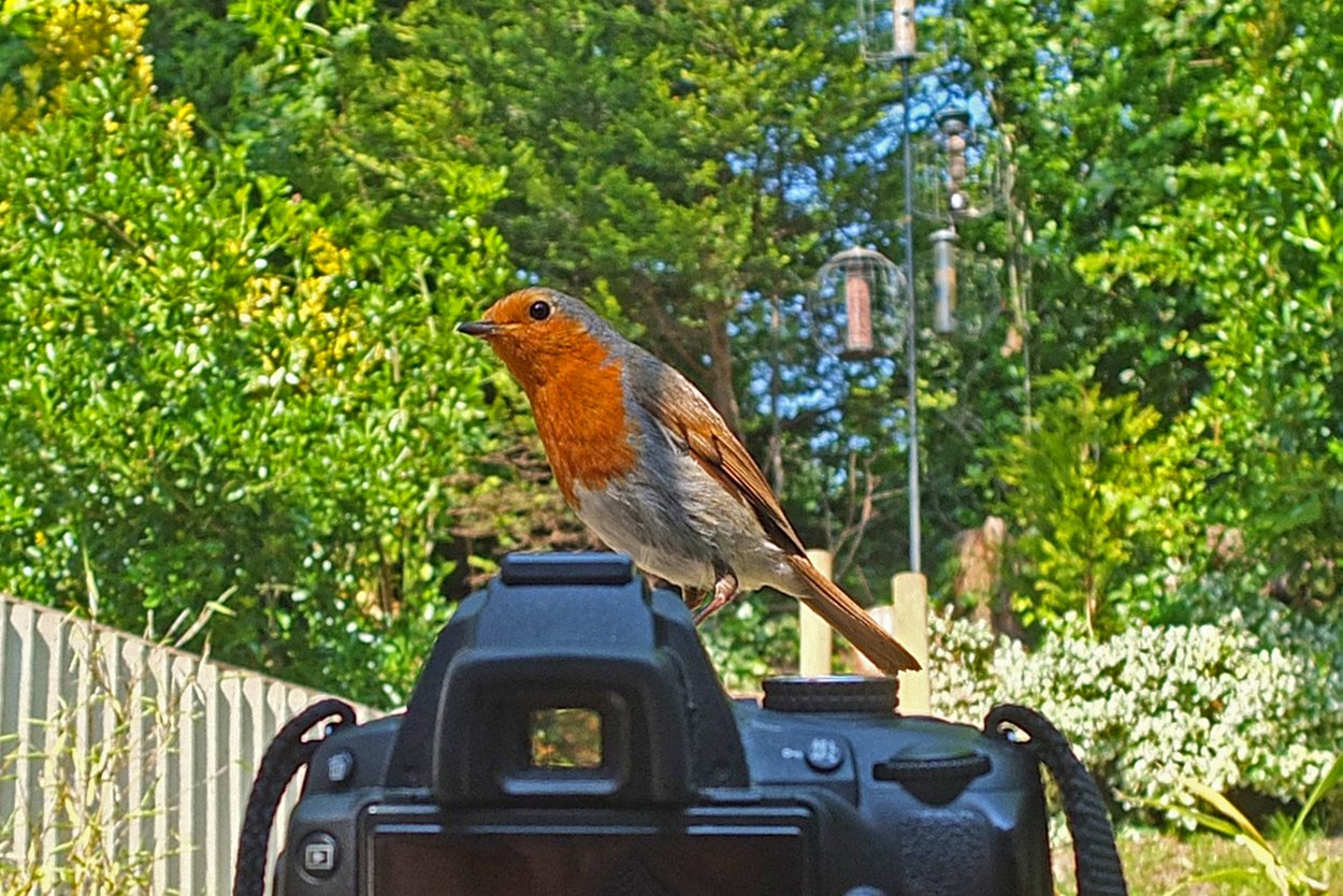20130606 Watch the birdie a.jpg