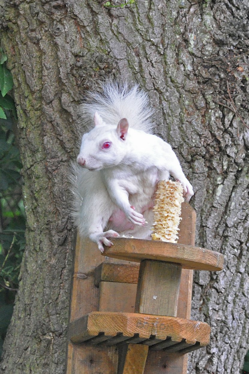 20140531 Squirells edit-001.jpg