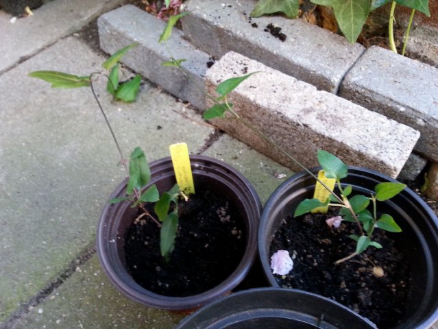20150506_180427.jpg