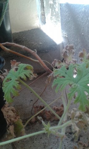 20150707_143147.jpg