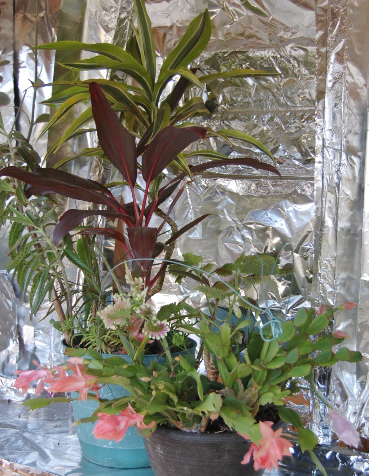 2016-12-24 072.JPG