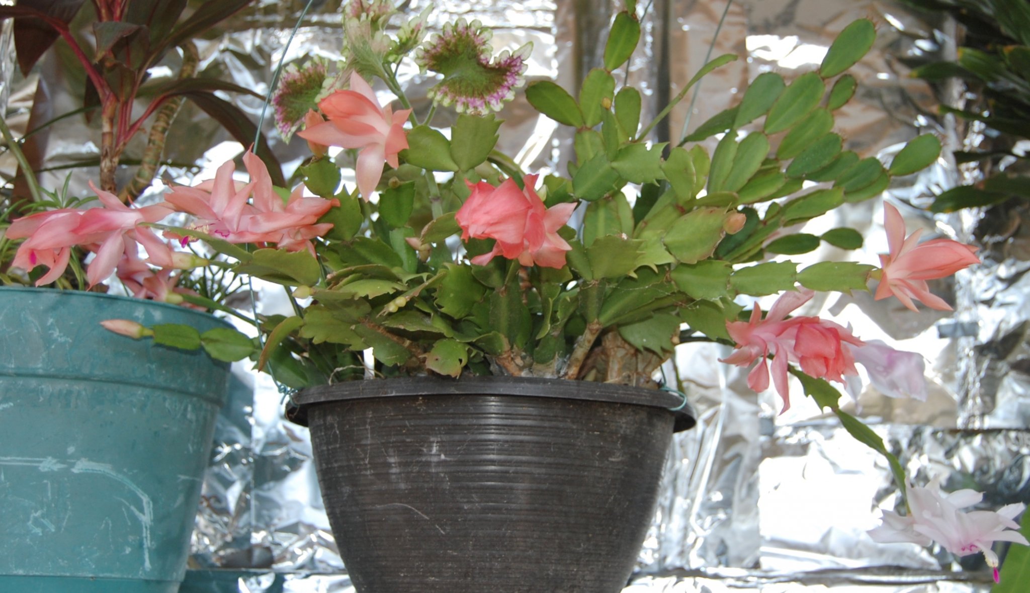 2016-12-24 076.JPG