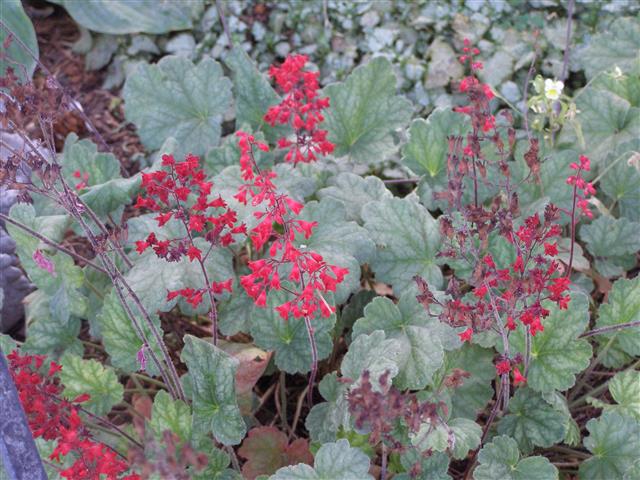 2016 flowers 001 (Small).JPG