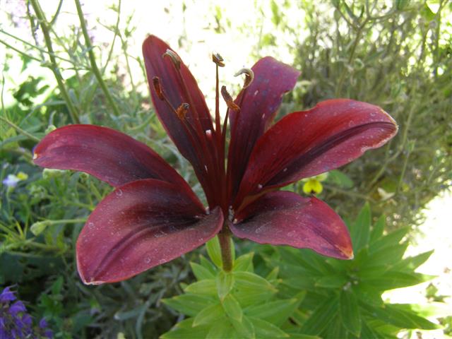 2016 flowers 002 (Small).JPG