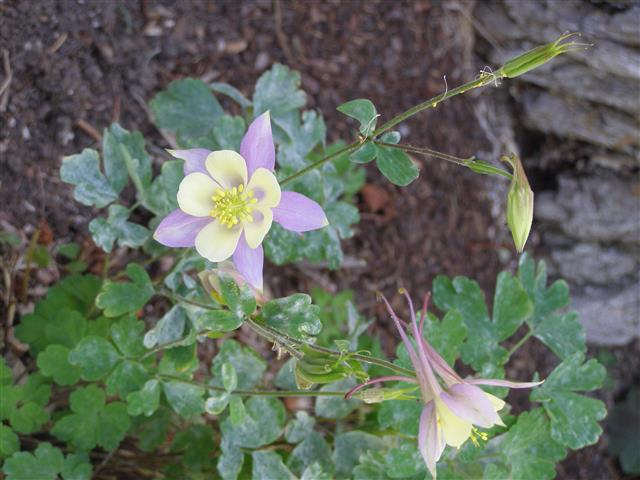 2016 flowers 002 (Small).JPG