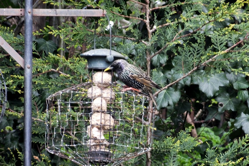 20160404 Starling steals fat balls.JPG