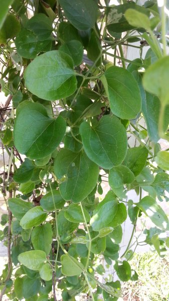20160417_090130.jpg