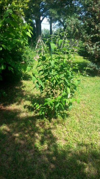 20160521_160756.jpg