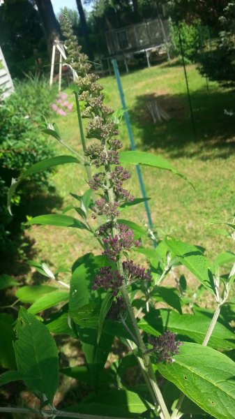 20160521_160819.jpg