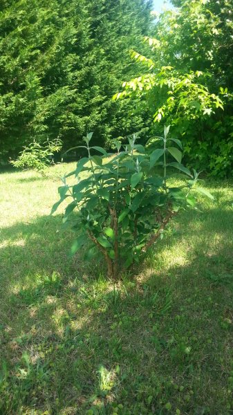20160521_161143.jpg