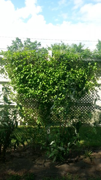 20160521_162140.jpg