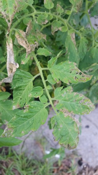20160601_183031.jpg