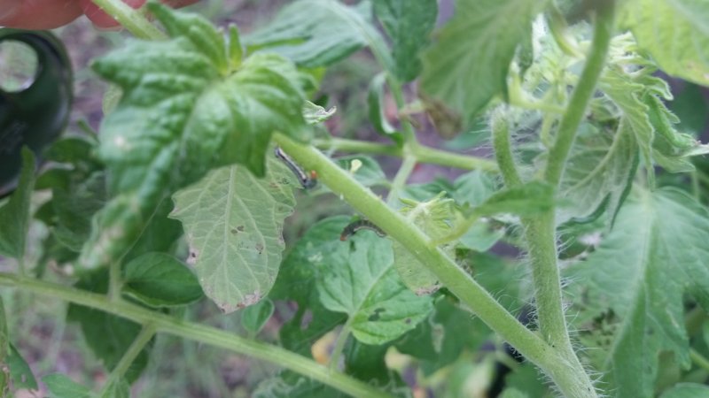 20160601_183240.jpg