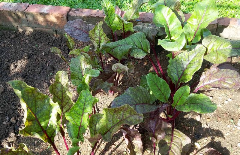 20160608_094225.jpg