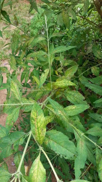 20160617_123912.jpg
