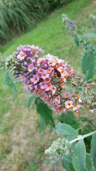20160617_124420.jpg