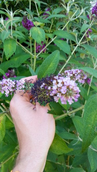 20160620_174710.jpg