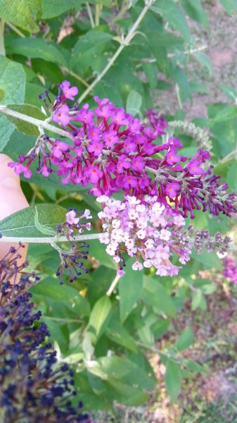 20160620_175317.jpg