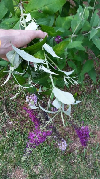 20160620_175847.jpg
