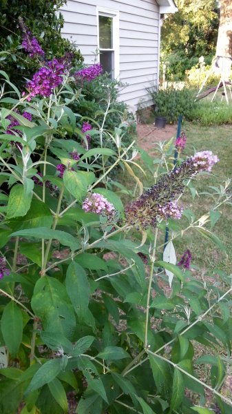 20160620_190427.jpg