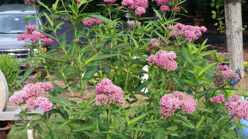 20160703_084931a.jpg