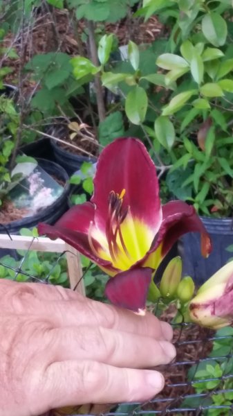 20160703_085648a.jpg