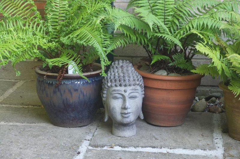 20160717 Around the patio-002.JPG