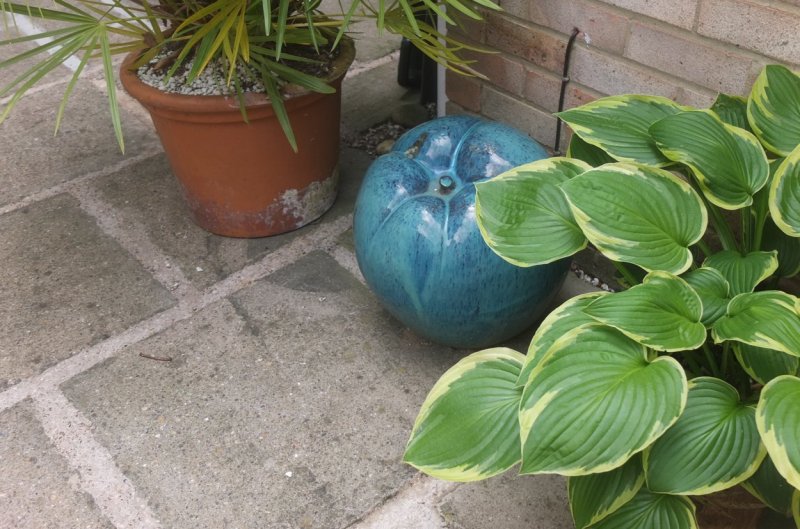 20160717 Around the patio-004.JPG