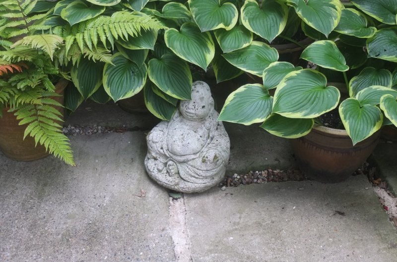 20160717 Around the patio-005.JPG