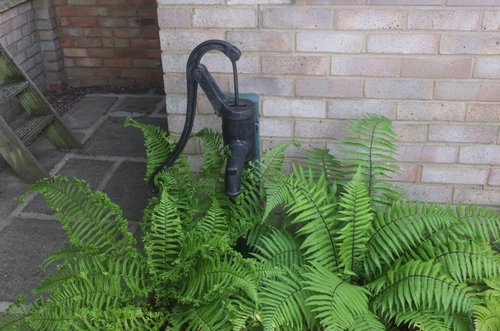 20160717 Around the patio-006.JPG