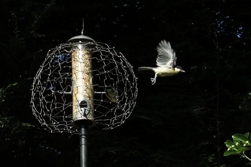 20160718 Great ti leaves the feeder.JPG