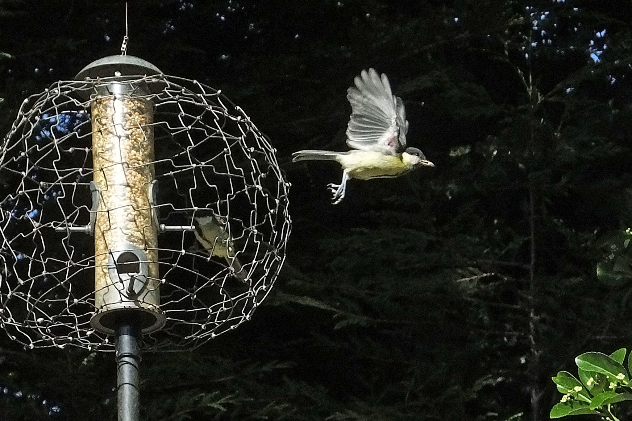 20160718 Great ti leaves the feeder.JPG