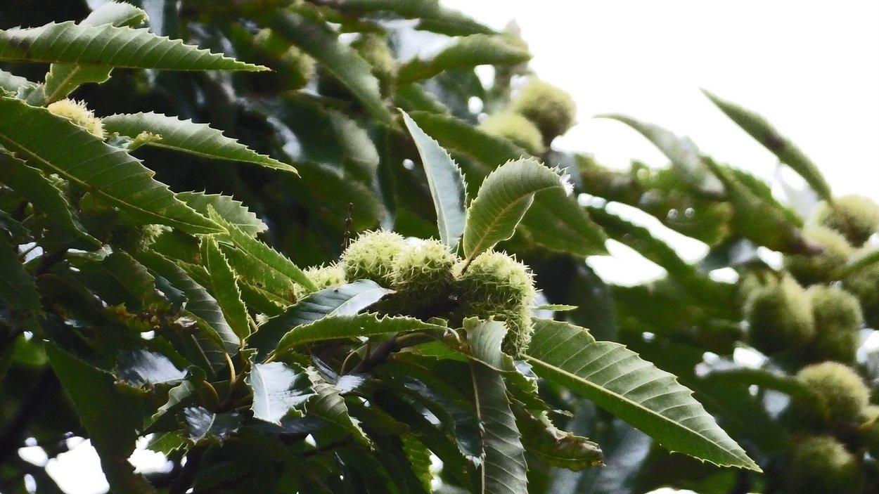 20161007 Sweet chestnut-001.JPG