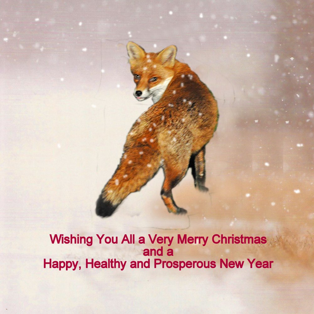 20161206 Foxy Christmas card.jpg