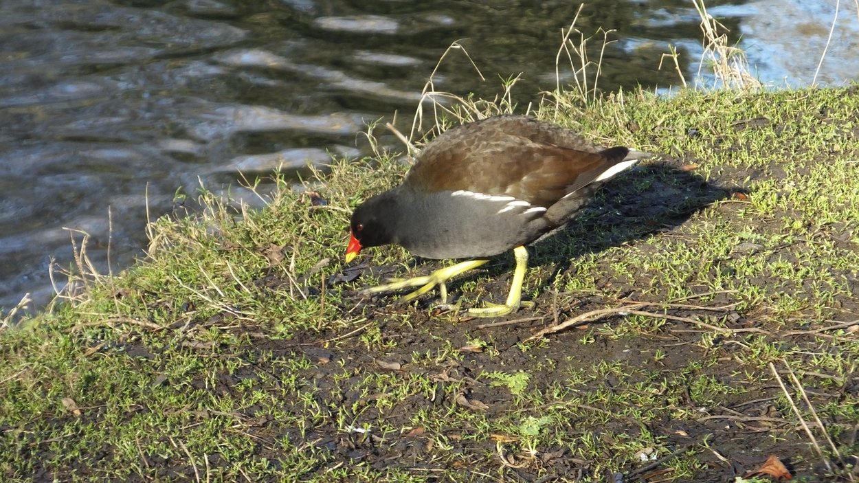 20161229  Common moorhen 2.JPG
