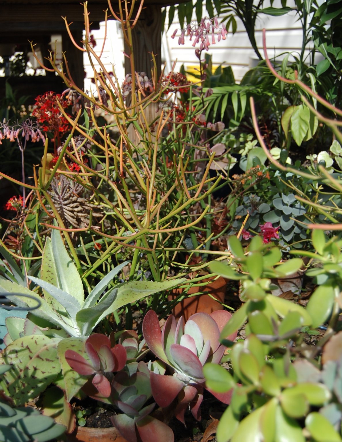 2017-03-03 006.JPG