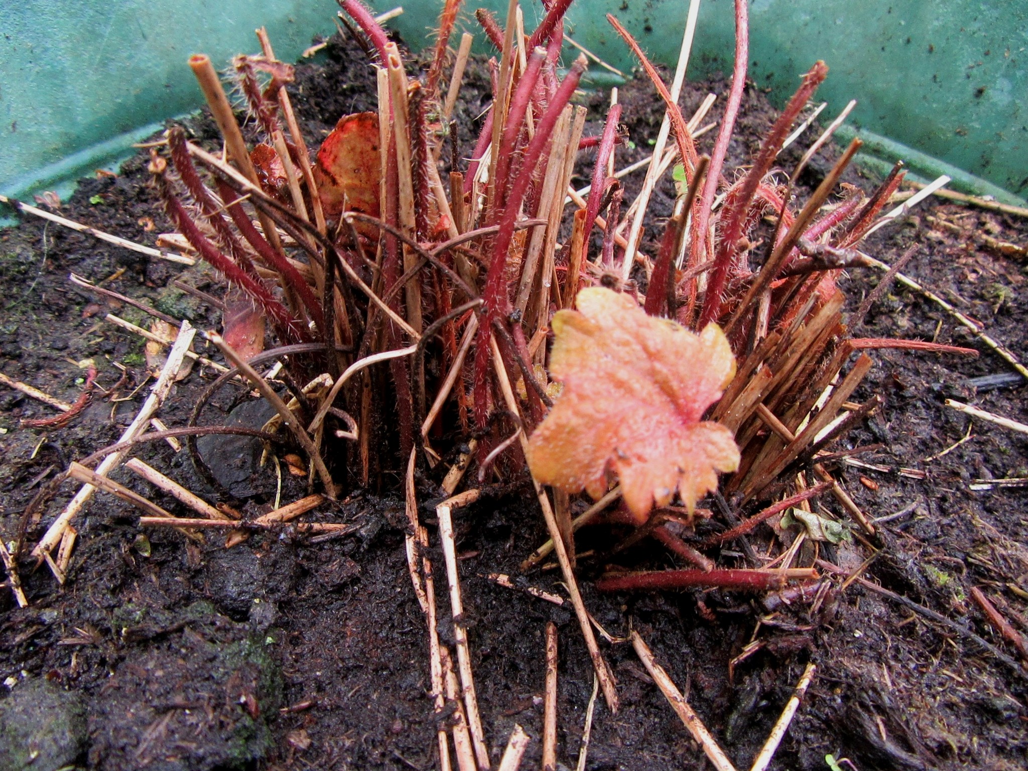 2017-05-11_16.23.51.jpg