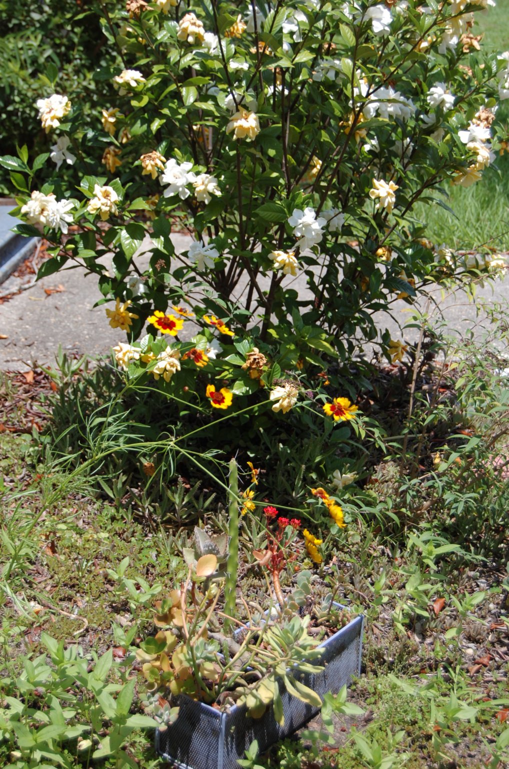 2017-05-27 016.JPG