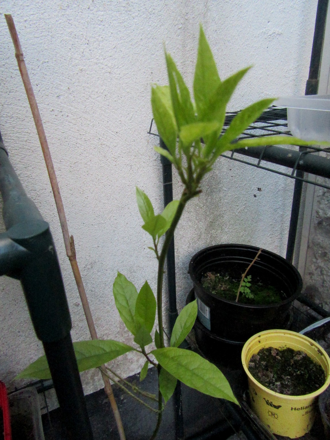 2017-06-06_20.33.47.jpg