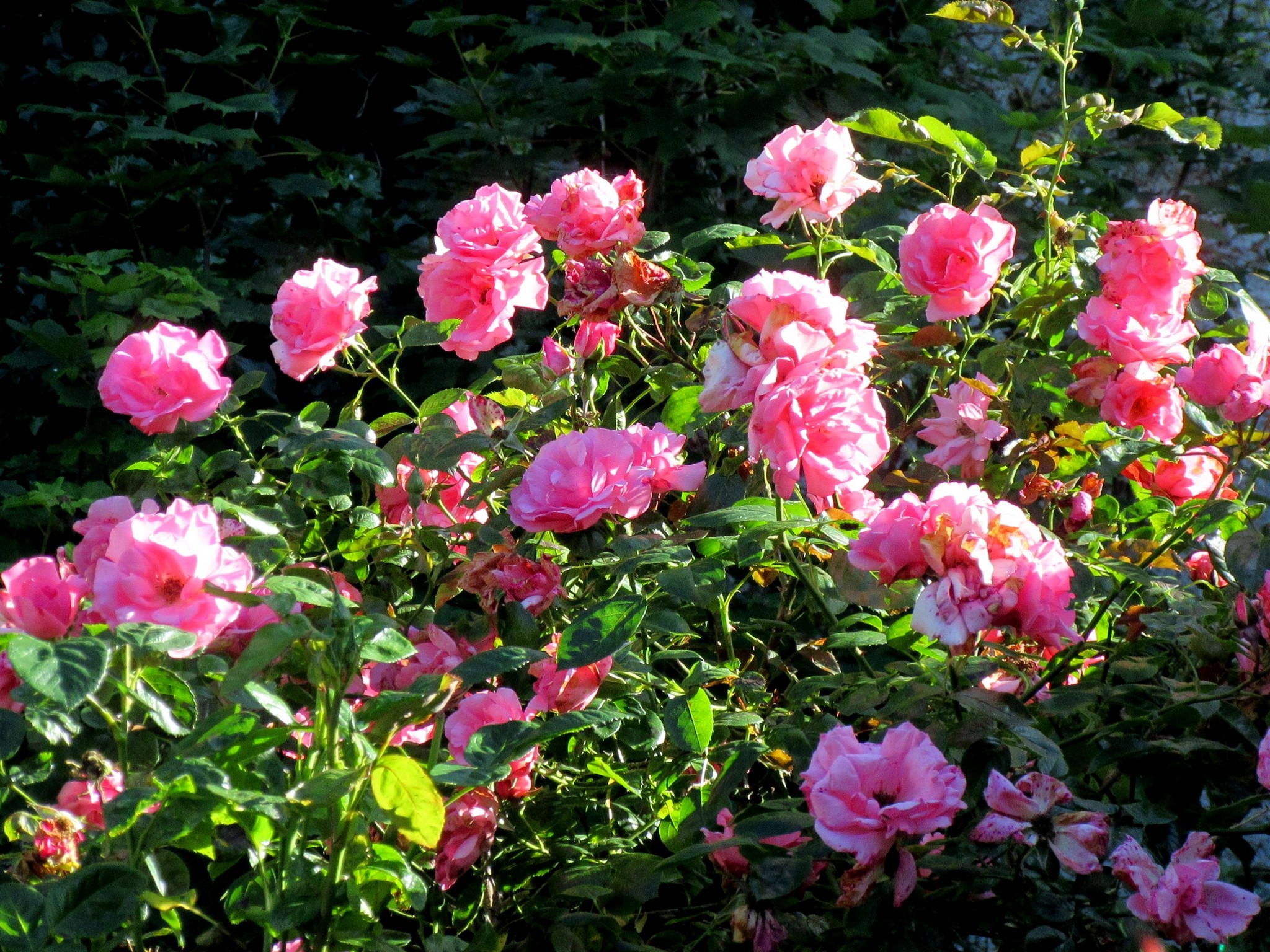 2017-06-17_17.41.13.jpg