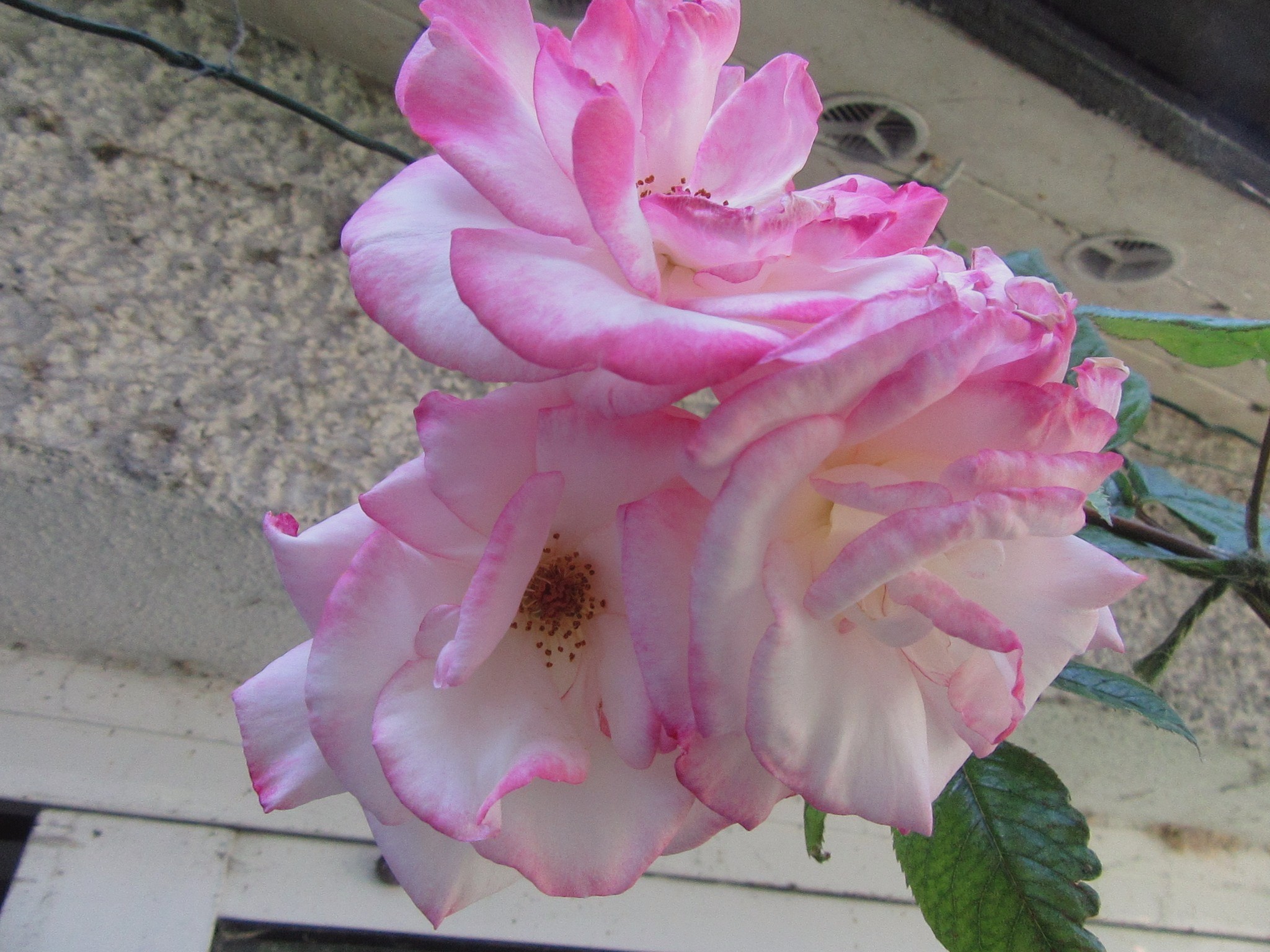 2017-06-19_16.38.57.jpg