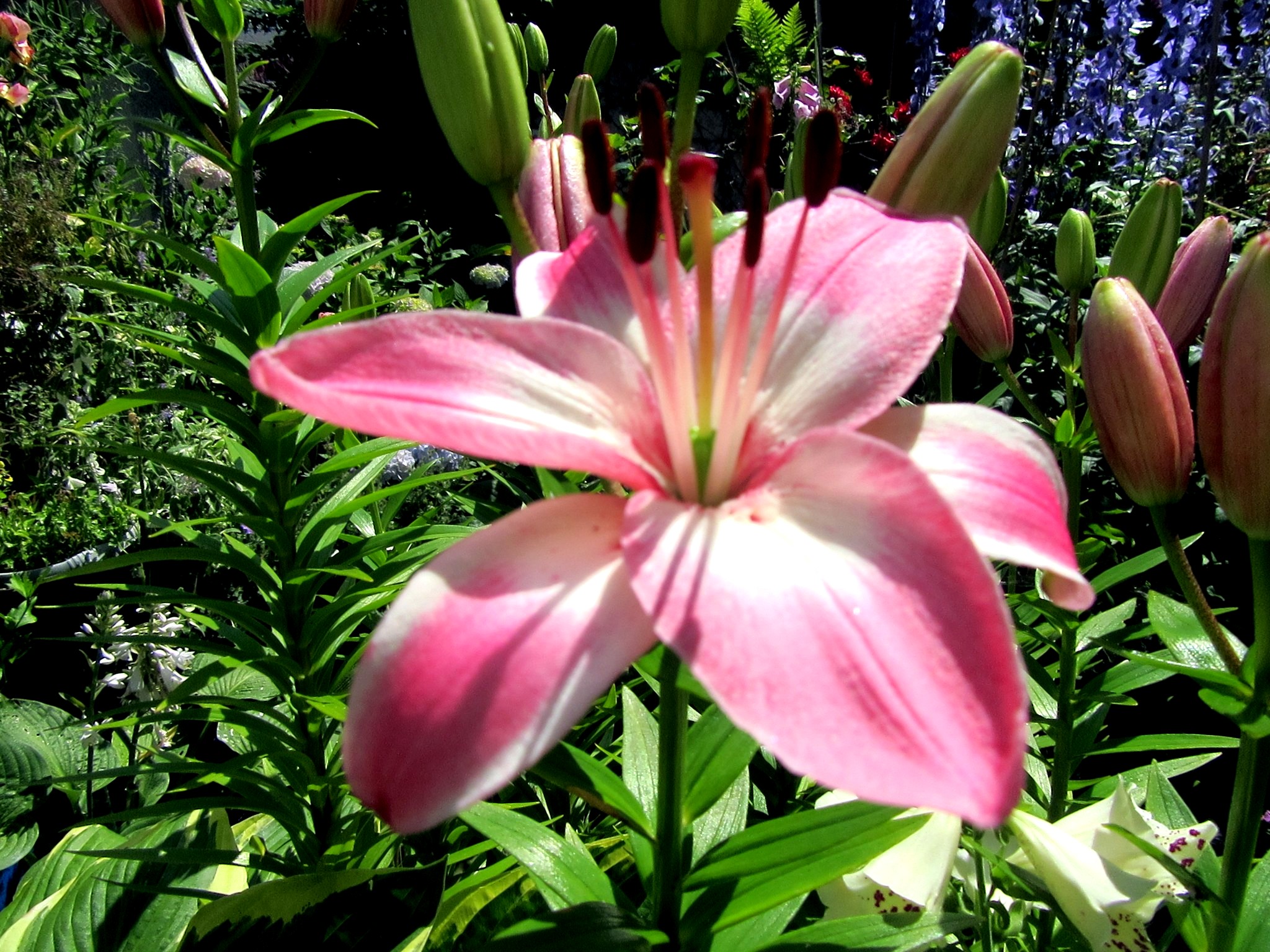 2017-06-20_11.35.05.jpg