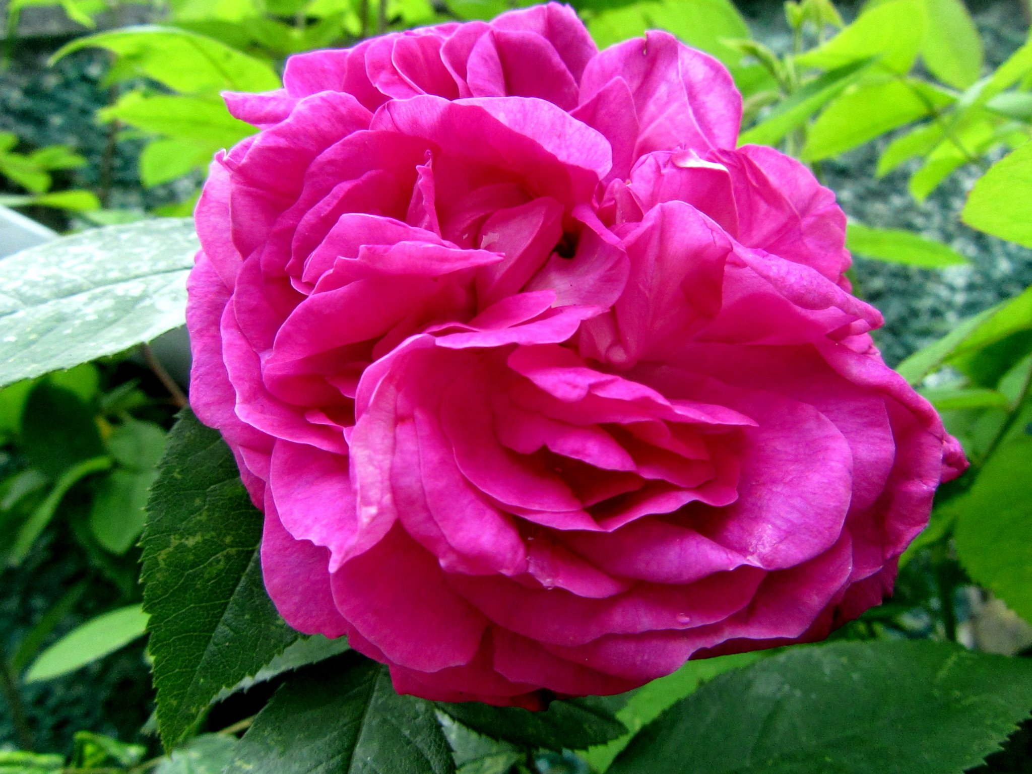 2017-06-22_12.59.08.jpg