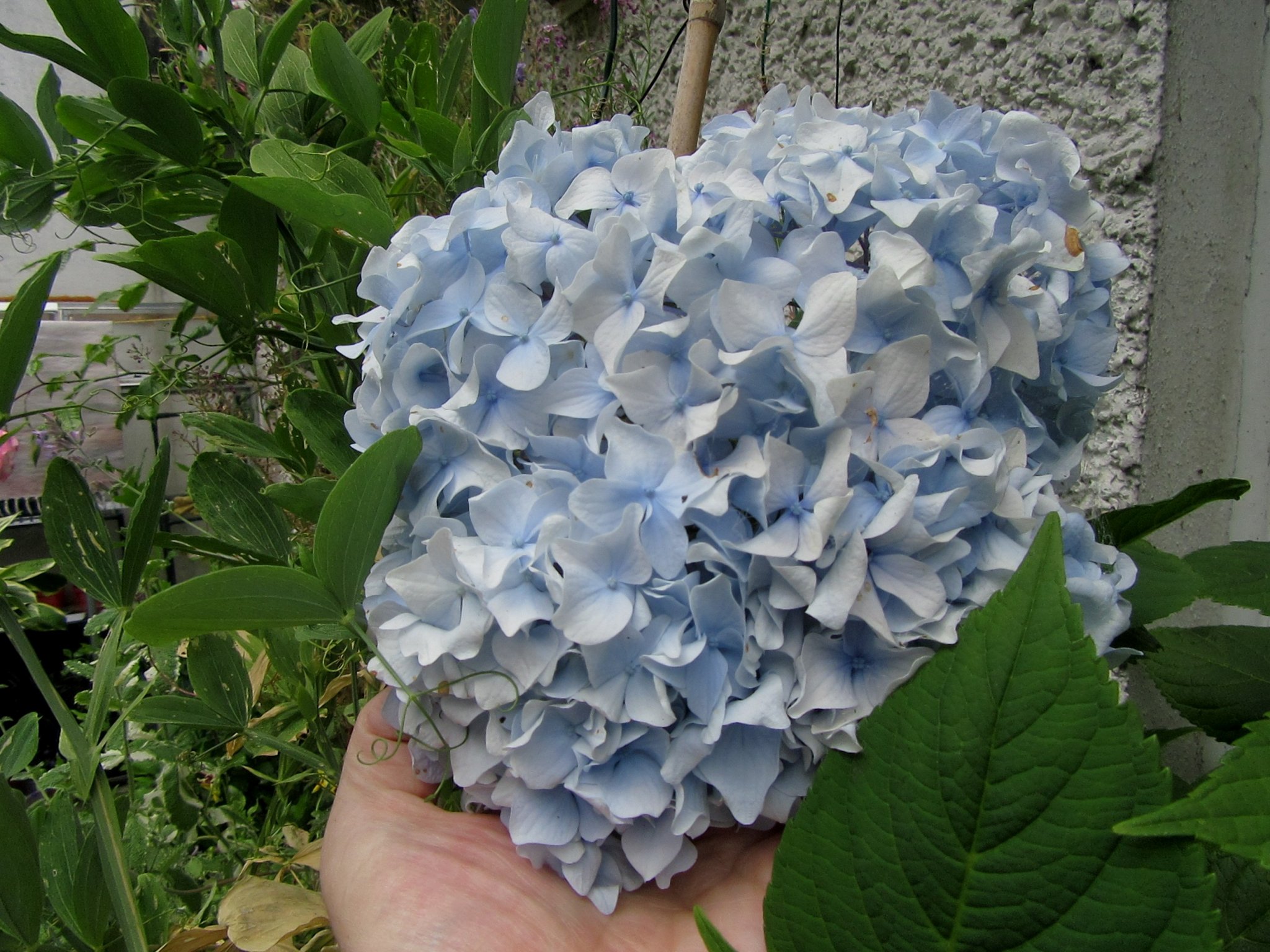 2017-06-22_13.03.15.jpg