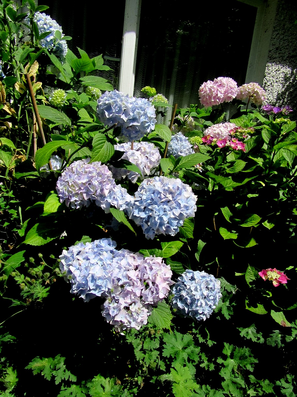 2017-06-27_12.11.05.jpg