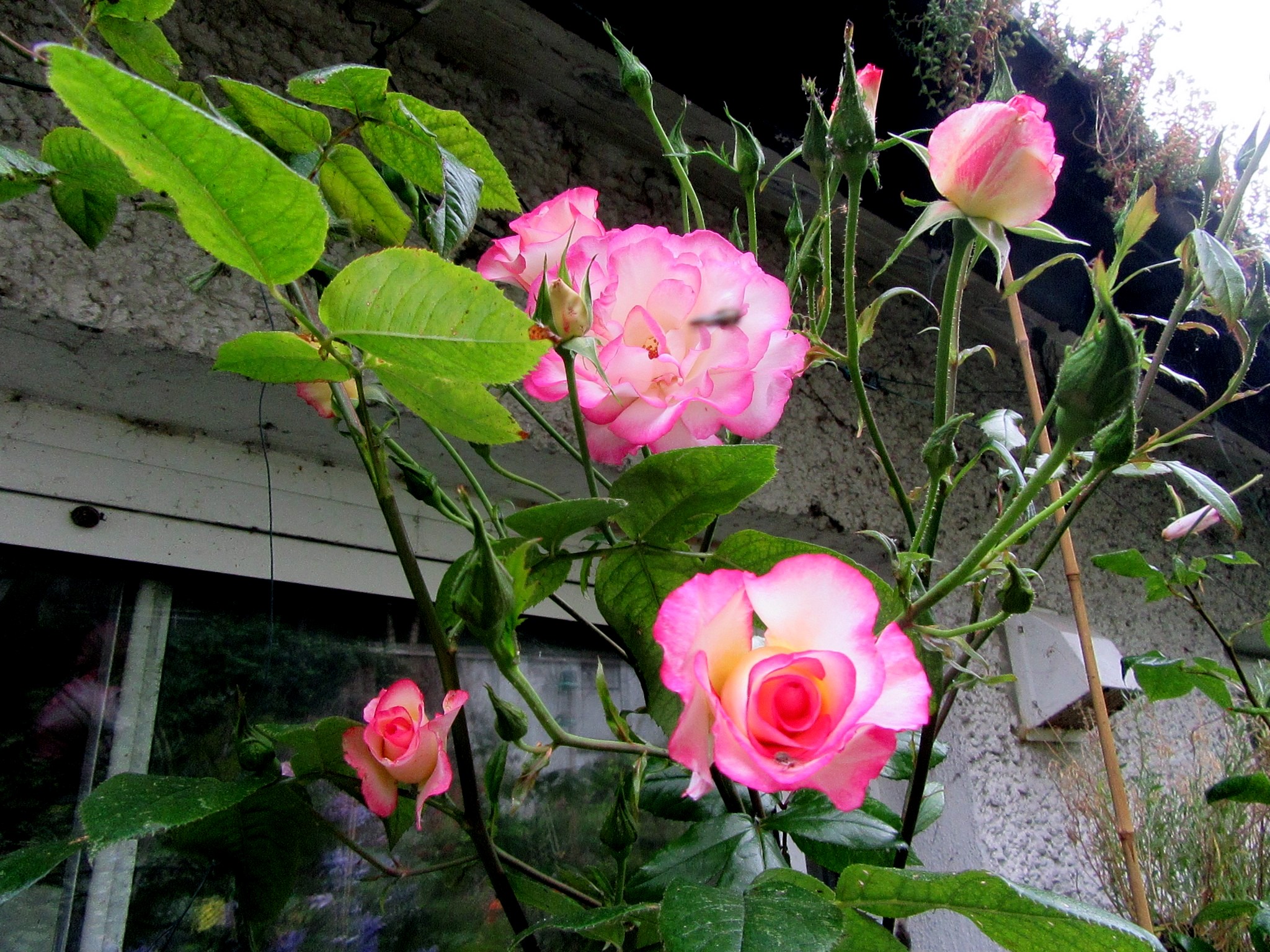 2017-06-28_13.18.33.jpg