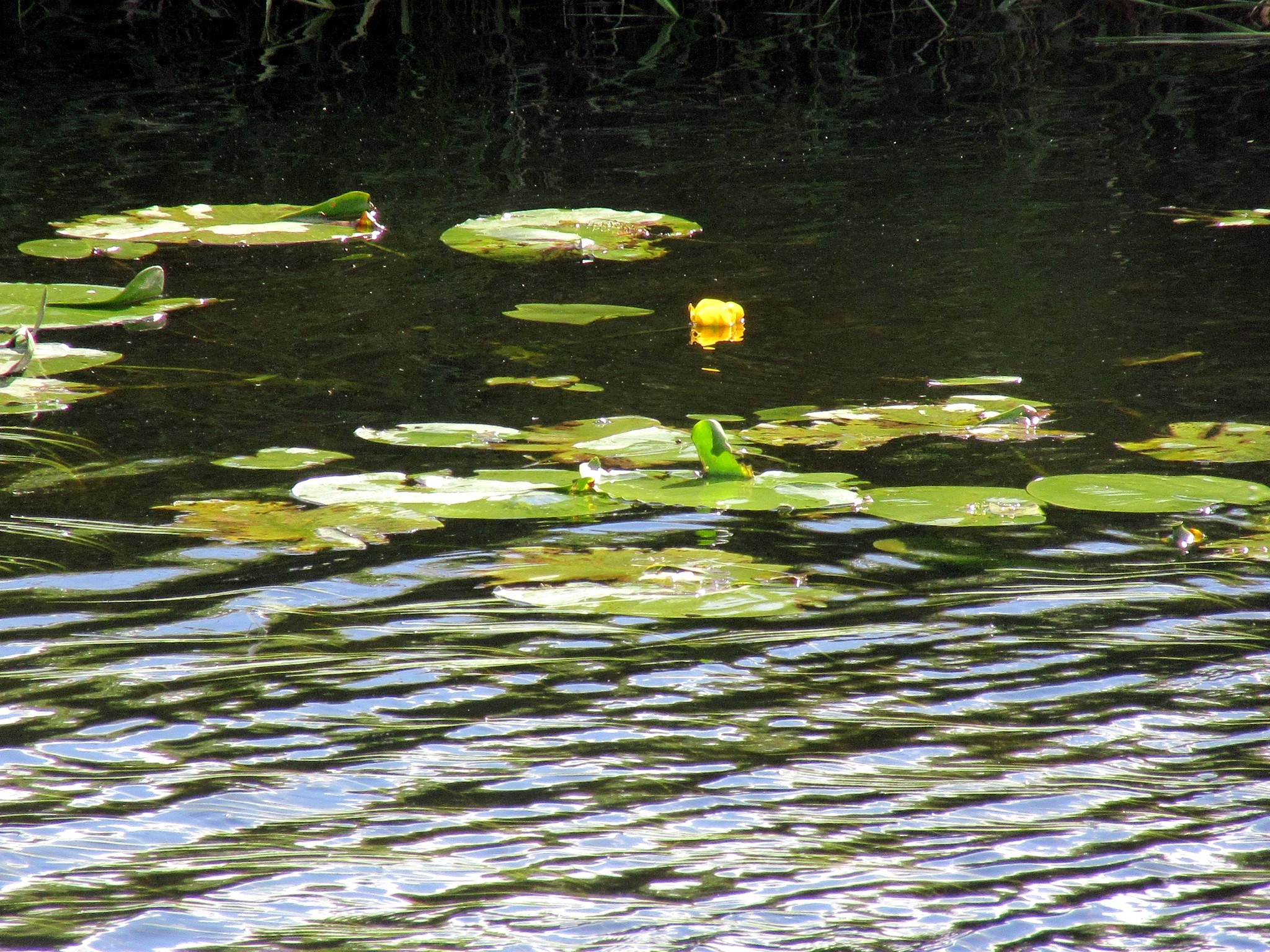 2017-06-30_16.34.56.jpg